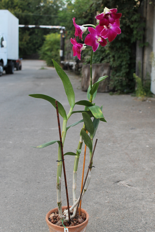 Dendrobium Red Bull.jpg