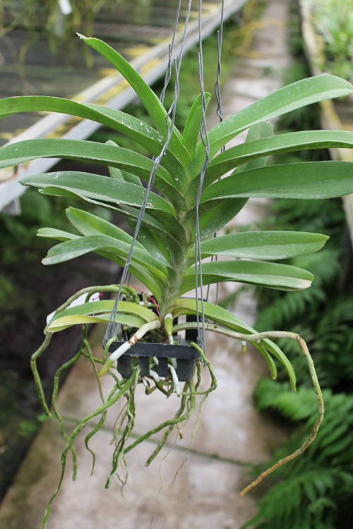 Vanda Pak Chong Blue.jpg