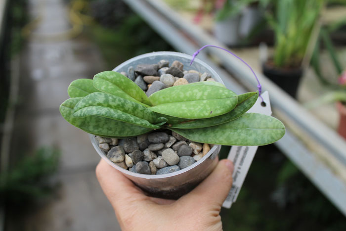 Paphiopedilum leucochilum x Sunshine Glory x concolor.JPG