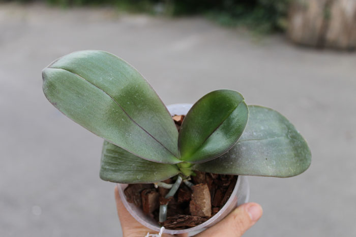 Phalaenopsis George Vasquez x (Coral Nosa x bellina).jpg