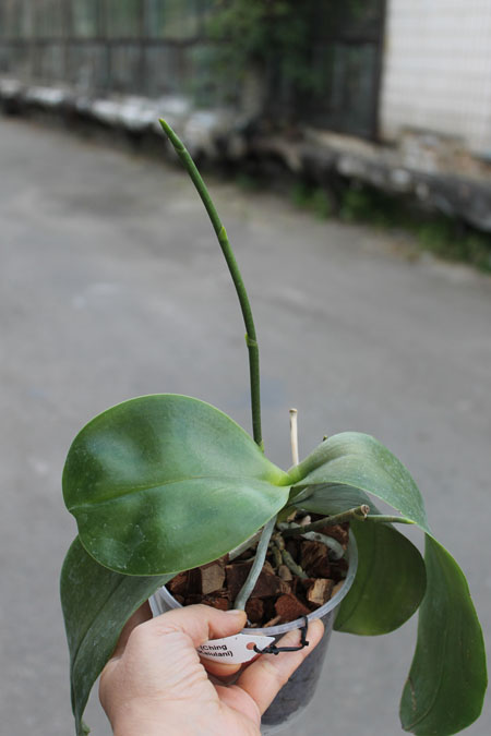 Phalaenopsis Sogo Pony 'YS' (Ching Her Buddha x Sogo Kaiulani).jpg