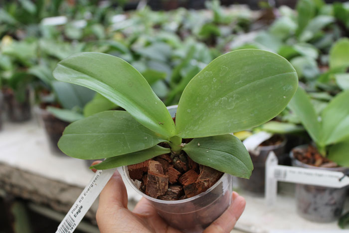 Phalaenopsis KS Evergreen x KS Happy Eagle.jpg