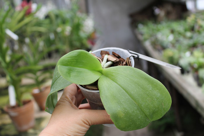 Phalaenopsis KS Happy Eagle.jpg