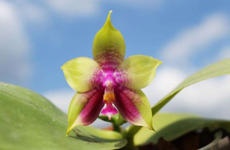 Phalaenopsis KS Happy Eagle x Ld's Bear Queen.jpg