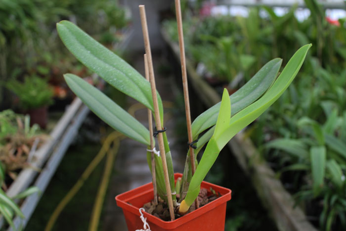 Cattleya labiata amesiana lineata 'AWZ' (Z-8) x Cattleya labiata amesiana lineata 'Pedra Azul'.jpg