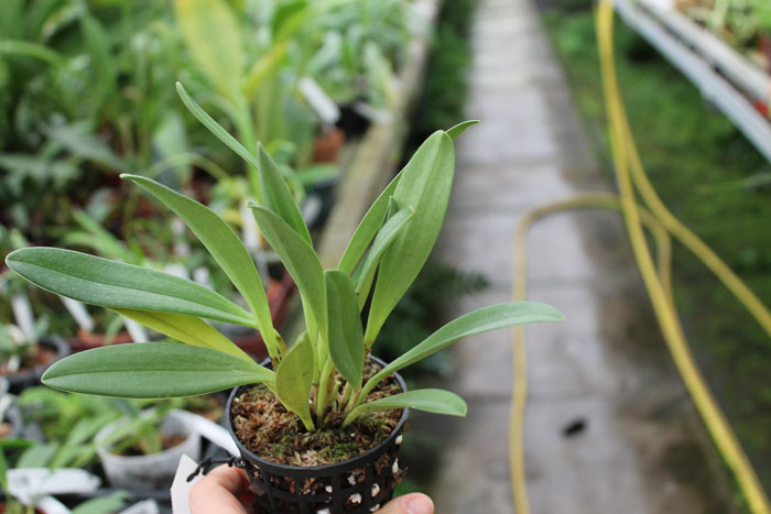 Masdevallia veitchiana.jpg