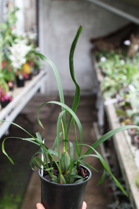 Maxillaria chrysantha.jpg