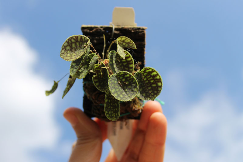 Lepanthes calodictyon.jpg