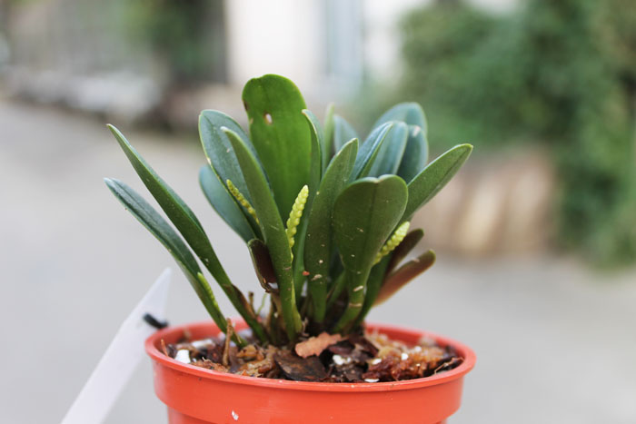 Stelis argentata.jpg