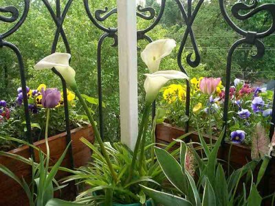 в конце мая. Цветут тюльпаны