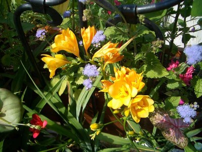 В средине июня на балконе дебри. Цветут фрезии и агератум