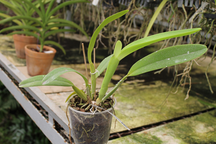 Cattleya mossiae alba 'Irene' x Cattleya mossiae alba 'Orosco'.jpg