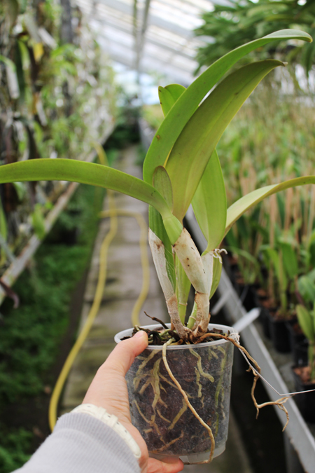Cattleya labiata alba 'Otima' XXX x Cattleya labiata roxo bispo 'Urbano'.JPG