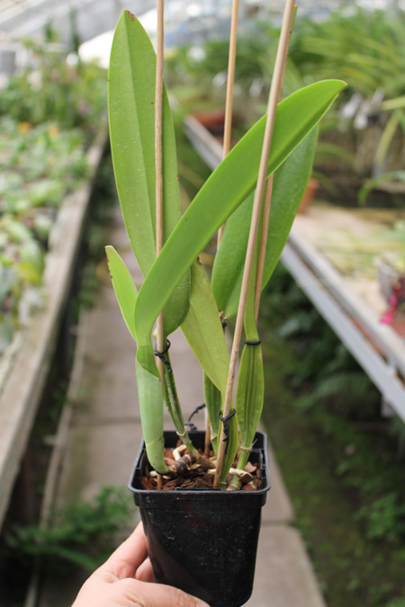 Cattleya schroederae albescens x Cattleya schroederae alba.jpg