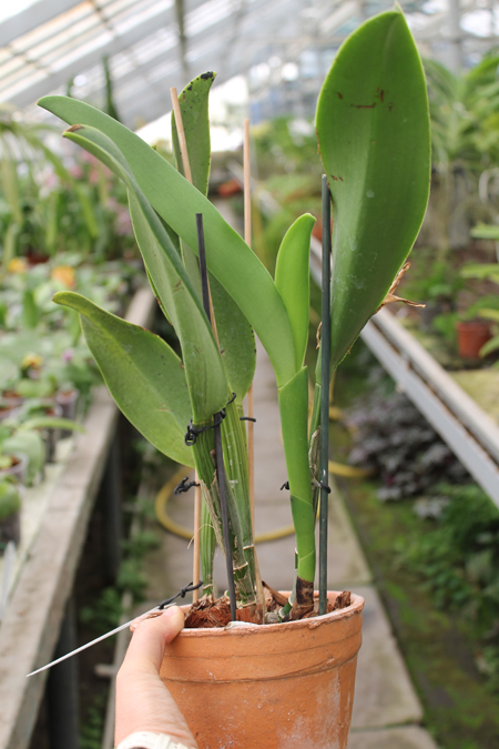 Cattleya rex x Cattleya mooreana.jpg