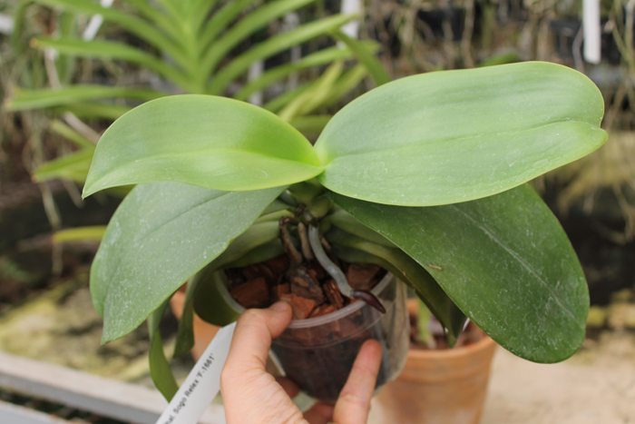 Phalaenopsis Sogo Relex 'F-1661'.jpg