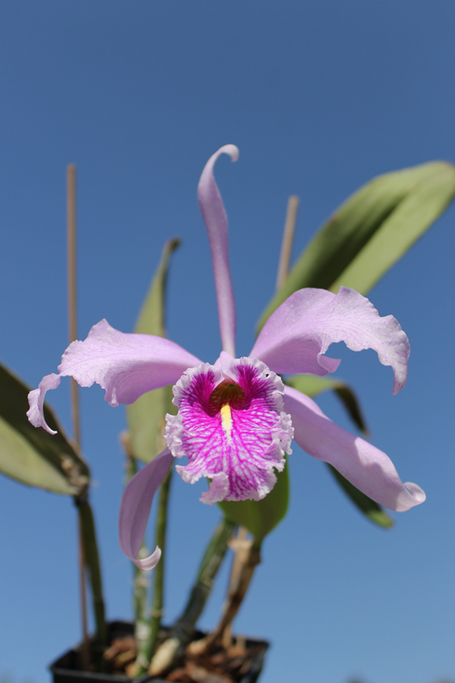 Cattleya maxima.jpg