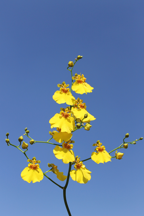 Oncidium Sweet Sugar 'Yellow King'.jpg
