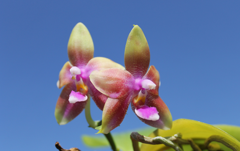 Phalaenopsis Jennifer Palermo (C1 type) x Phalaenopsis LD's Bear Queen.jpg