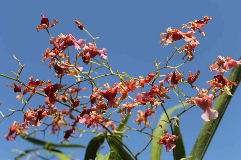 Miltonidium Rosy Sunset.jpg