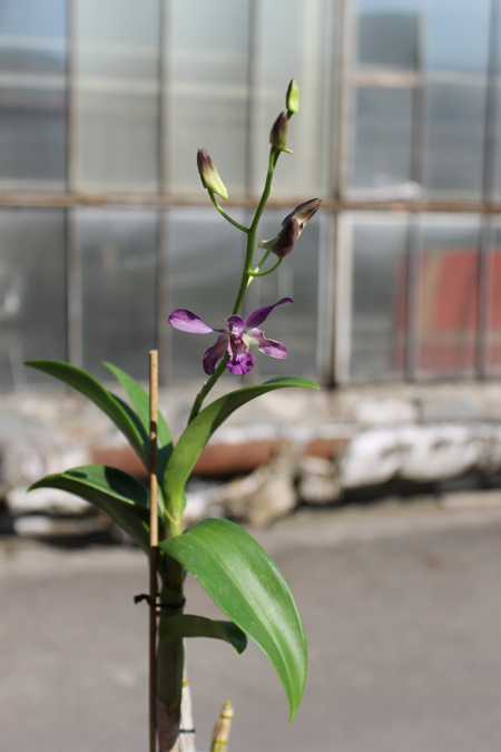 Dendrobium Somkiet Blue.jpg