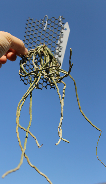 Chiloschista usnoides.jpg