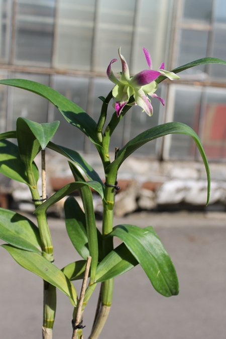 Dendrobium Ceasar.jpg