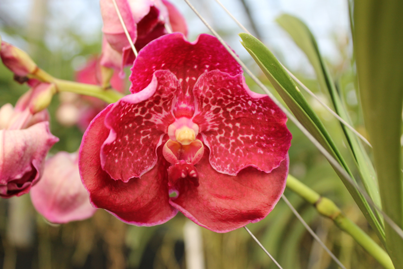 Vanda Suwapee Blue x Vanda Dr Anek.jpg