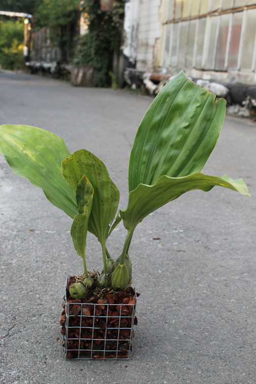 Stanhopea embreei orange.jpg