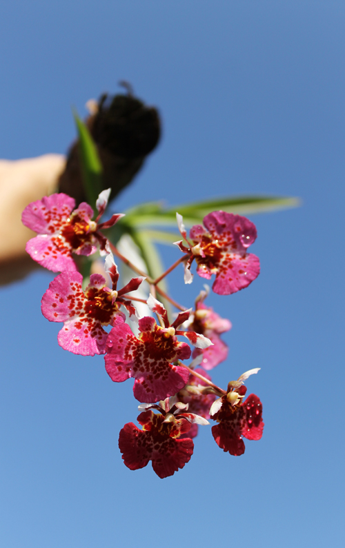 Oncidium (Tolumnia) hybrid.jpg