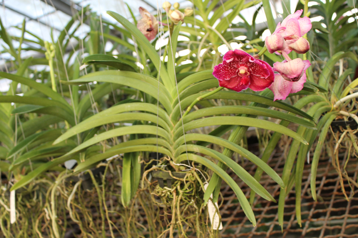 Vanda Suwapee Blue x Vanda Dr Anek.jpg