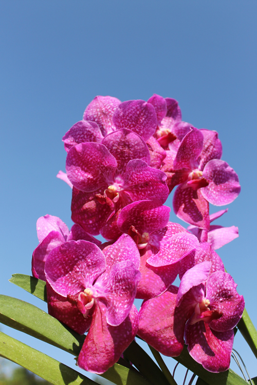 Vanda Bangkok Blue x Dr Anek.jpg