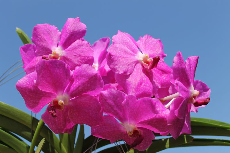 Vanda Brighton Fushia x Kimigayo.jpg