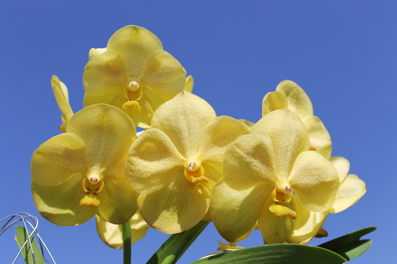 Christieara Keereeboon.jpg