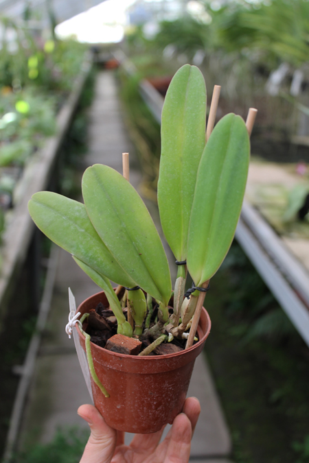 Cattleya warneri coerulea 'Carolina' x SELF.jpg