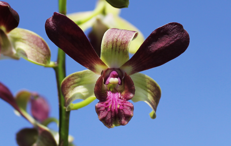 Dendrobium Jairak Min 'Mangosteen'.jpg