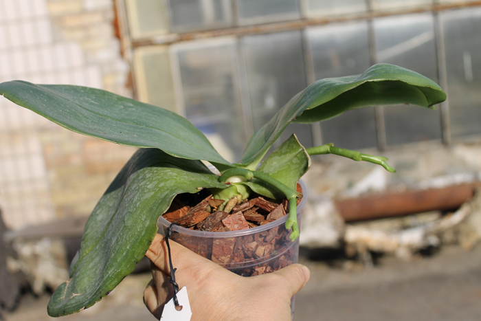 Phalaenopsis bellina 'Ponkan'.jpg