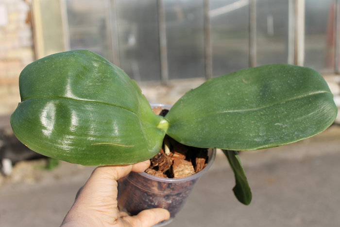 Phalaenopsis bellina 'Ponkan'.jpg