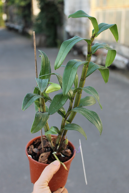 Dendrobium draconis.jpg