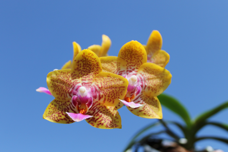 Phalaenopsis Nobby's Pumpkir 'JA4'.jpg