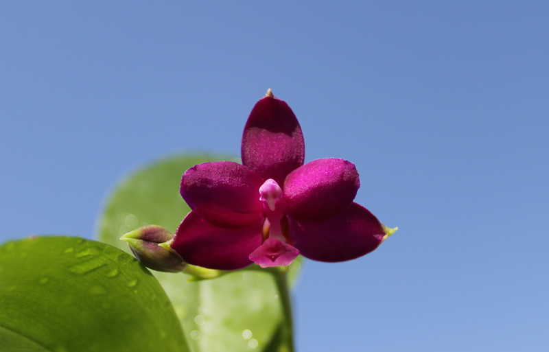 Phalaenopsis Purple Martin '4N' x violacea indigo.jpg