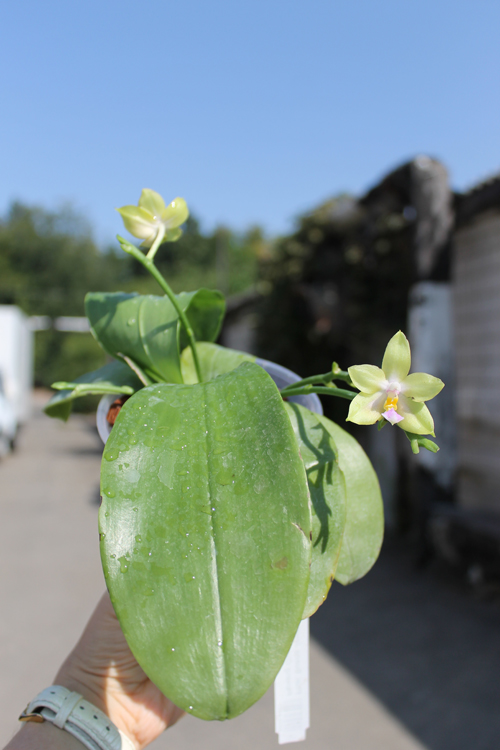 Phalaenopsis Buena Jewel x Phalaenopsis Penang Girl.jpg