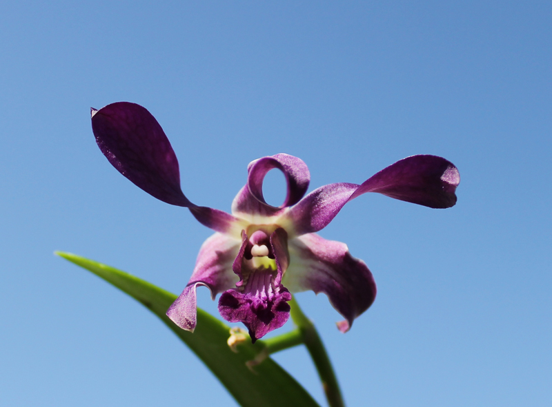 Dendrobium Somkiet Blue.jpg