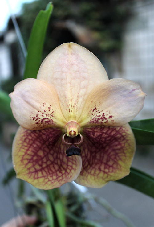 Vanda Gulf of Siam x Ascda Phairot.jpg