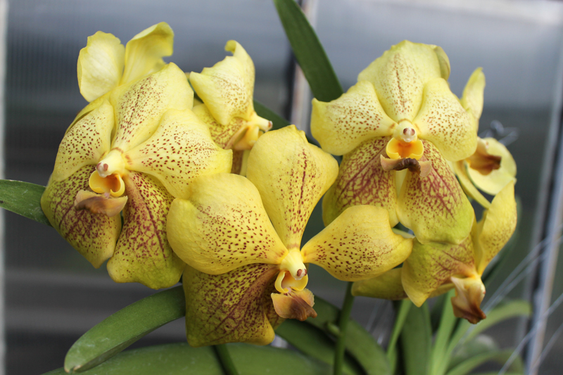 Vanda Gulf of Siam.jpg