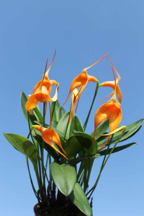 Masdevallia Amazone 'Sheila'.jpg
