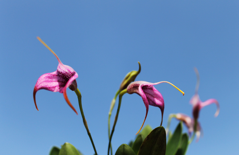 Masdevallia Charisma 'Purple Rain'.jpg