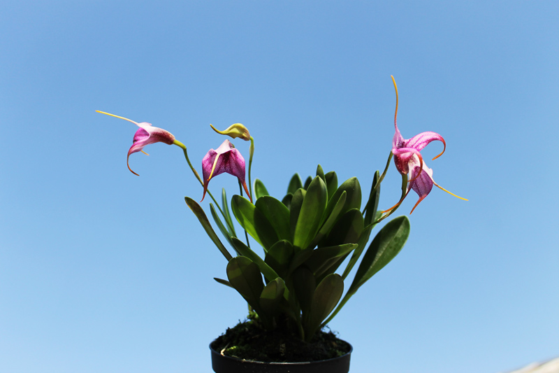 Masdevallia Charisma 'Purple Rain'.jpg