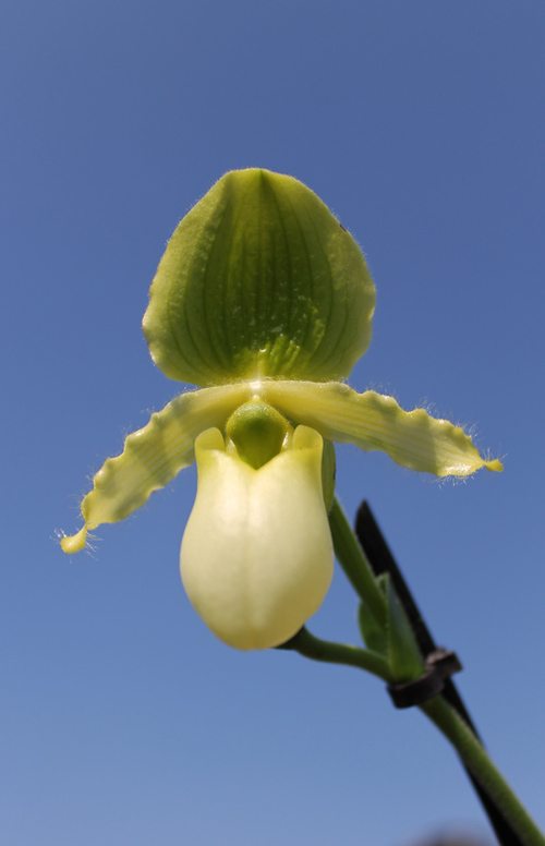 Paphiopedilum primulinum alba.jpg