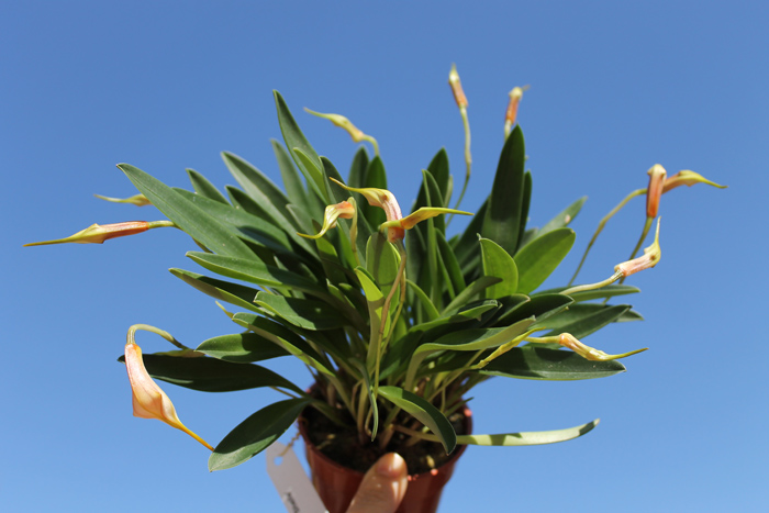 Masdevallia Amazone 'Sheila'.jpg